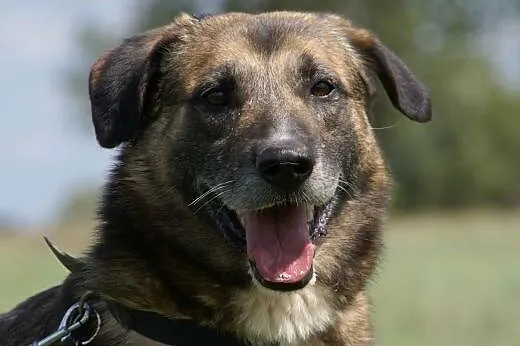 Albert :) pies, adopcja,  lubuskie Gorzów Wielkopo