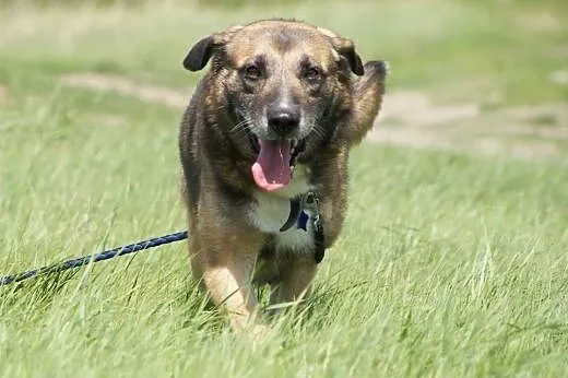 Albert :) pies, adopcja,  lubuskie Gorzów Wielkopo