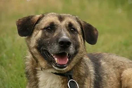 Albert :) pies, adopcja,  lubuskie Gorzów Wielkopo
