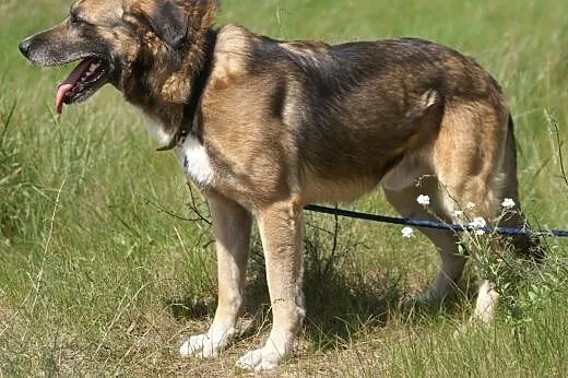 Albert :) pies, adopcja,  lubuskie Gorzów Wielkopo