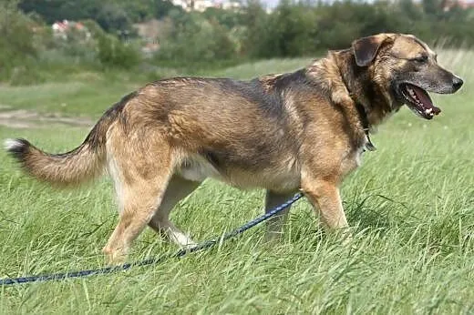 Albert :) pies, adopcja,  lubuskie Gorzów Wielkopo