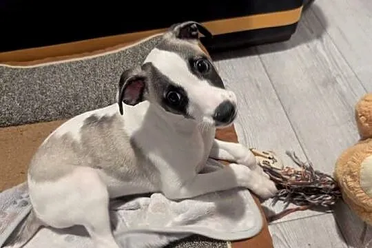 Chart whippet szczeniak pies