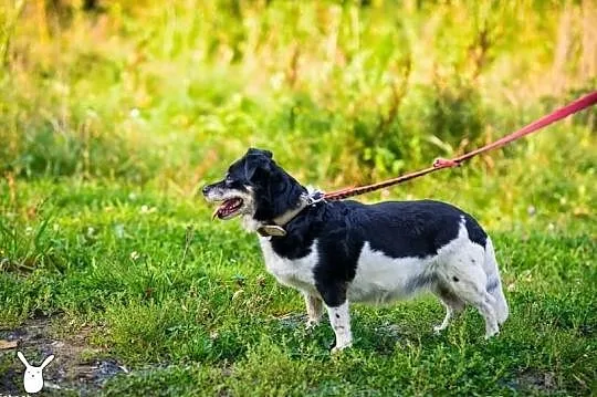 Aza gaśnie w schronisku szukamy chociażby tymczaso