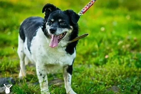 Aza gaśnie w schronisku szukamy chociażby tymczaso