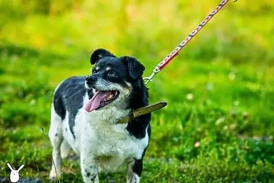 Aza gaśnie w schronisku szukamy chociażby tymczaso