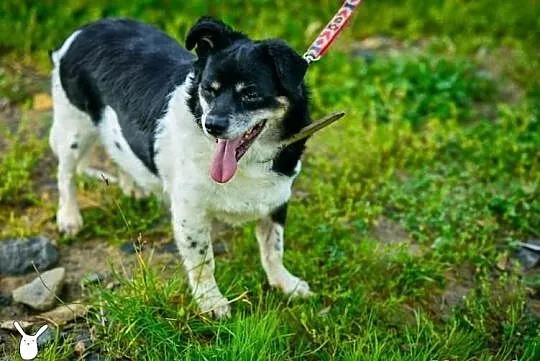 Aza gaśnie w schronisku szukamy chociażby tymczaso