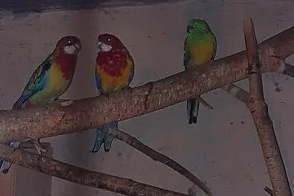 Papugi rozele białolice, Lipki Górne