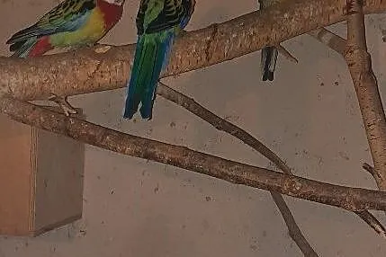 Papugi rozele białolice, Lipki Górne