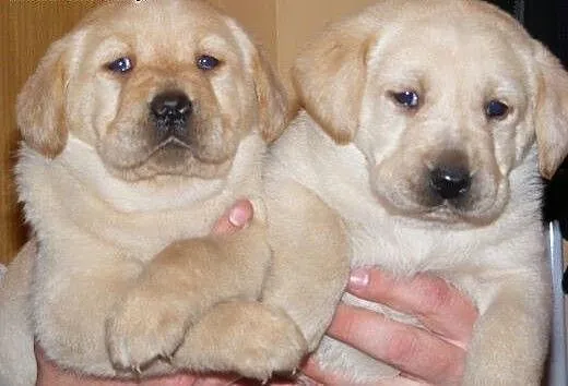 LABRADOR szczenięta, podlaskie Białystok