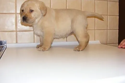 LABRADOR szczenięta,  podlaskie Białystok