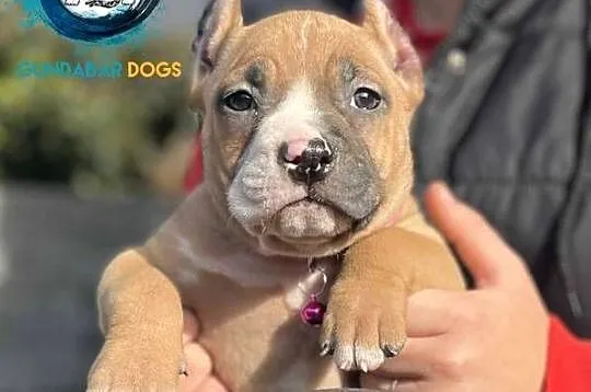 American Bully ABKC suczka