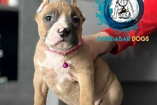 American Bully ABKC suczka, Wielkopolskie, Koło