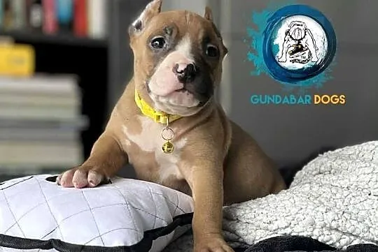American Bully ABKC suczka, Wielkopolskie, Koło