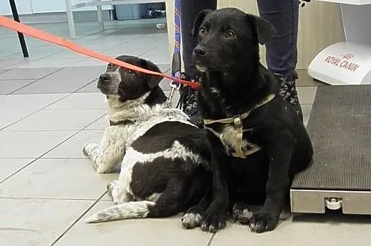 Negro i Max, SZCZENIĘTA szukają odpowiedzialnych d