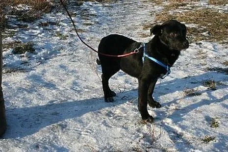 Negro i Max, SZCZENIĘTA szukają odpowiedzialnych d