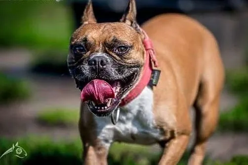 Piękna MARCHEWKA poleca się do adopcji,  śląskie K