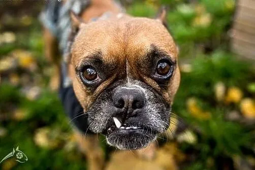 Piękna MARCHEWKA poleca się do adopcji,  śląskie K