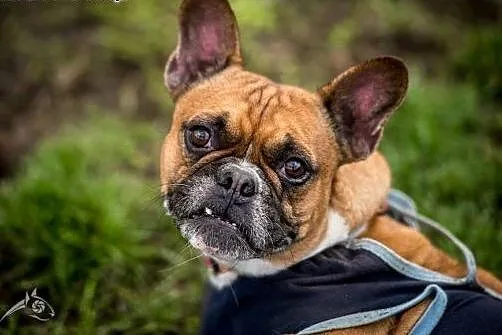 Piękna MARCHEWKA poleca się do adopcji,  śląskie K