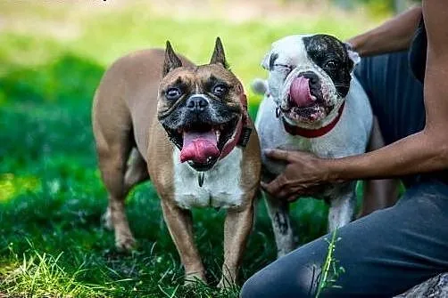 Piękna MARCHEWKA poleca się do adopcji,  śląskie K
