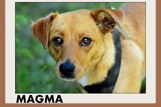 MAGMA,średnia,spokojna,łagodna suczka.ADOPCJA,  małopolskie Kraków
