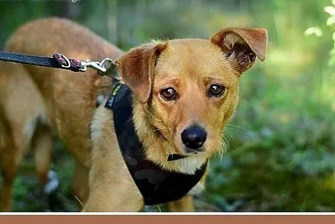 MAGMA,średnia,spokojna,łagodna suczka.ADOPCJA,  ma