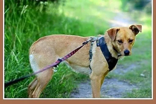 MAGMA,średnia,spokojna,łagodna suczka.ADOPCJA,  ma