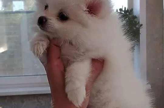 pomeranain Szczenięta Dostępne za darmo, , Gęś