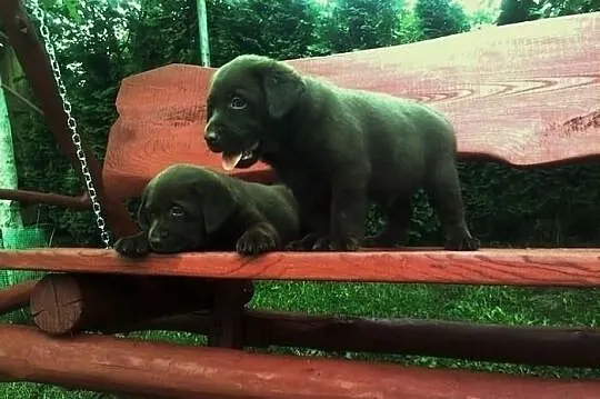 Labradory czekoladowe szczenięta rodowód maz.