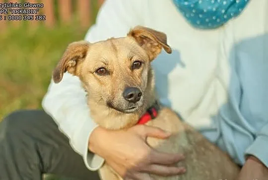 Cudna, kochana nieduża Perełka, adoptuj!