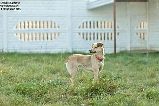 Cudna, kochana nieduża Perełka, adoptuj!