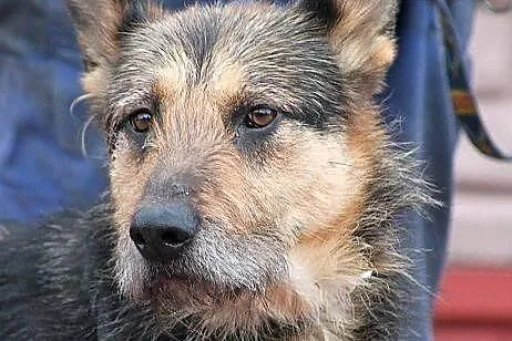 FIODOR - oryginalny szorsciak do adopcji