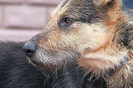 FIODOR - oryginalny szorsciak do adopcji