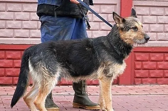 FIODOR - oryginalny szorsciak do adopcji