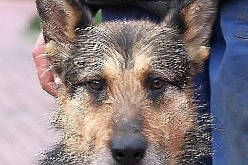 FIODOR - oryginalny szorsciak do adopcji