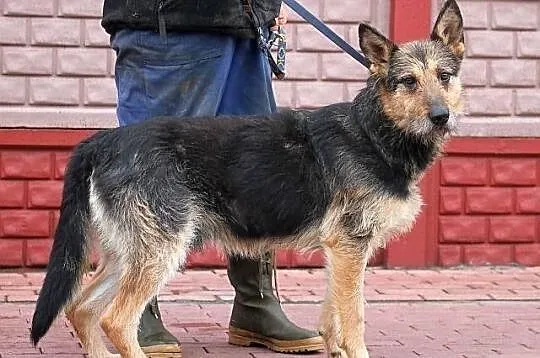 FIODOR - oryginalny szorsciak do adopcji