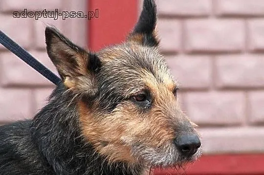 FIODOR - oryginalny szorsciak do adopcji