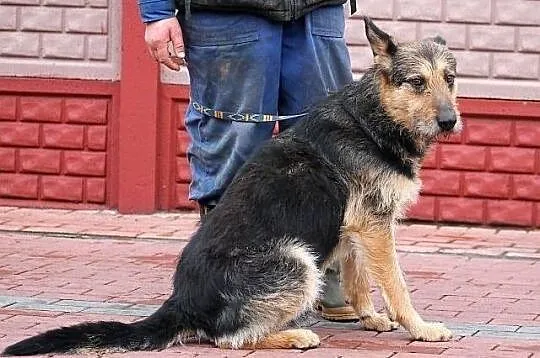 FIODOR - oryginalny szorsciak do adopcji