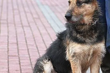 FIODOR - oryginalny szorsciak do adopcji