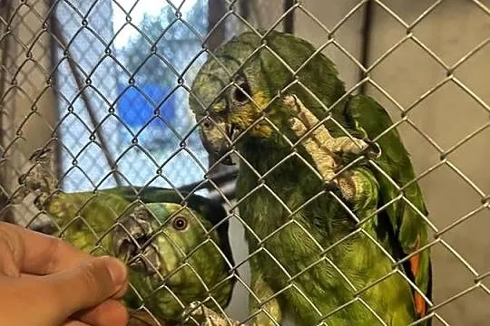 Amazonki niebieskoczelne, kuriki oswojone, Małopolskie, Skała
