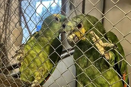 Amazonki niebieskoczelne, kuriki oswojone, Małopolskie, Skała