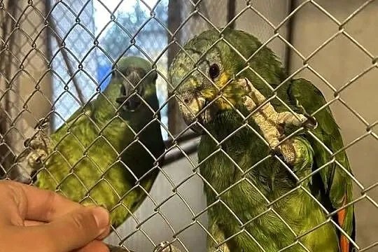 Amazonki niebieskoczelne, kuriki oswojone, Małopolskie, Skała