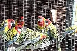 Papugi-Bernard-czarnogłowy,Rozella białolica gold,, Orzesze
