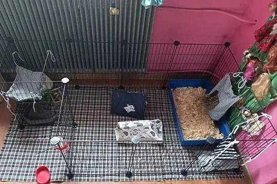 Kojec dla zwierząt klatka wybieg dla świnki morskiej czarny