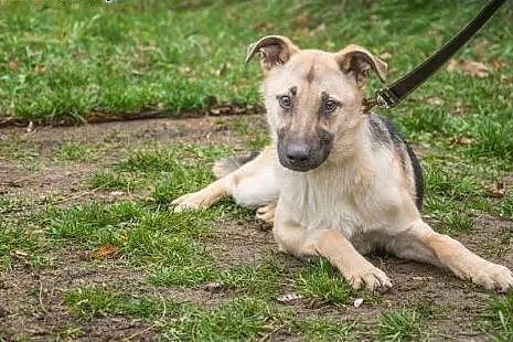 Młodziutki Fisiel,wesoły,zakochany w człowieku psi