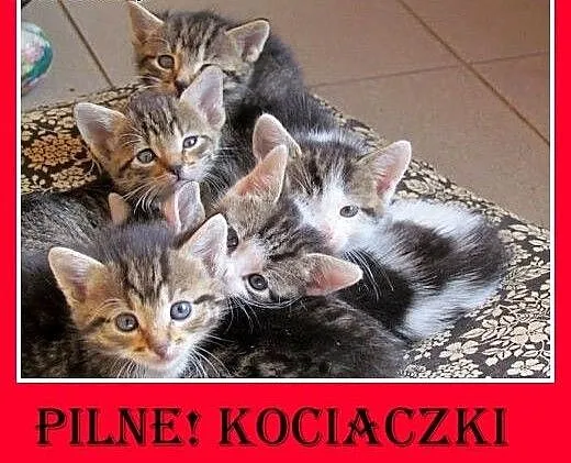 PILNE! 7 tyg.kocięta,kocurki,kociczki szukają domó