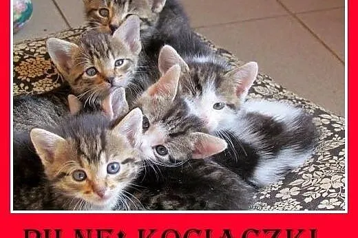 PILNE! 7 tyg.kocięta,kocurki,kociczki szukają domó