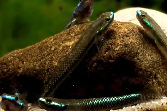 Babka semoni - Stiphodon semoni - SPRAWDZ NASZE OGŁOSZENIA, Pomorskie, Gdańsk