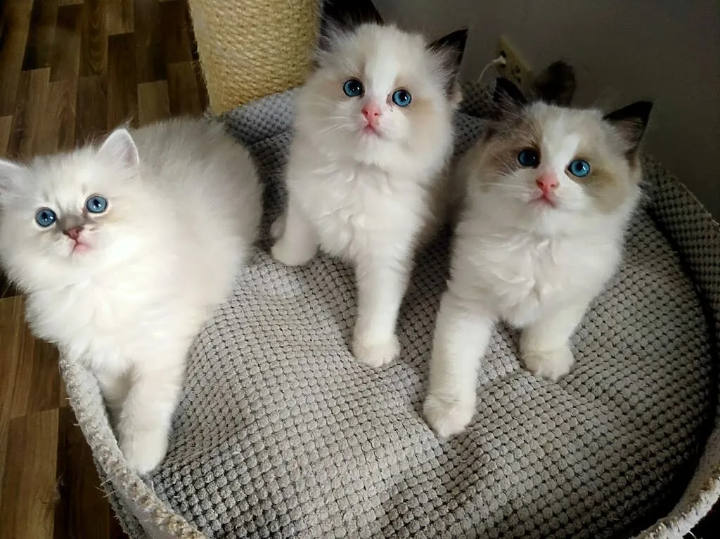 Ragdoll kwintesencja rasy towarzyskie słodziaki. R, Lubelskie, Lublin