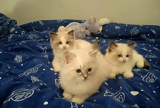 Ragdoll kwintesencja rasy towarzyskie słodziaki. R, Lubelskie, Lublin