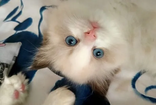 Ragdoll kwintesencja rasy towarzyskie słodziaki. R, Lubelskie, Lublin